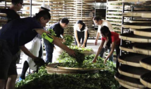 雅文化学院