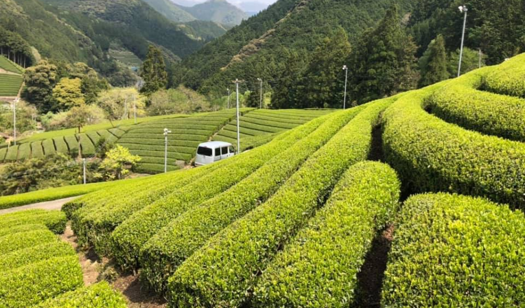 雅文化学院