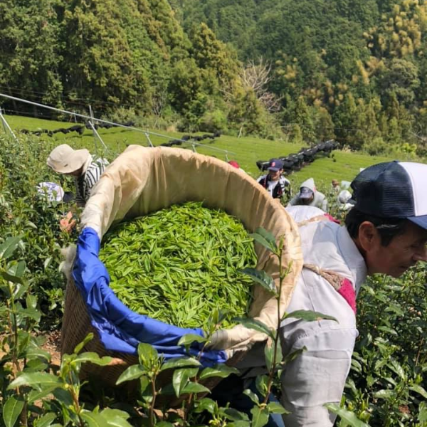 雅文化学院