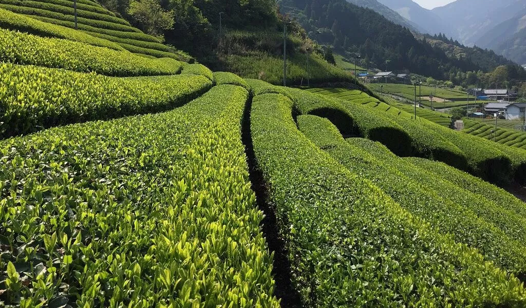 雅文化学院