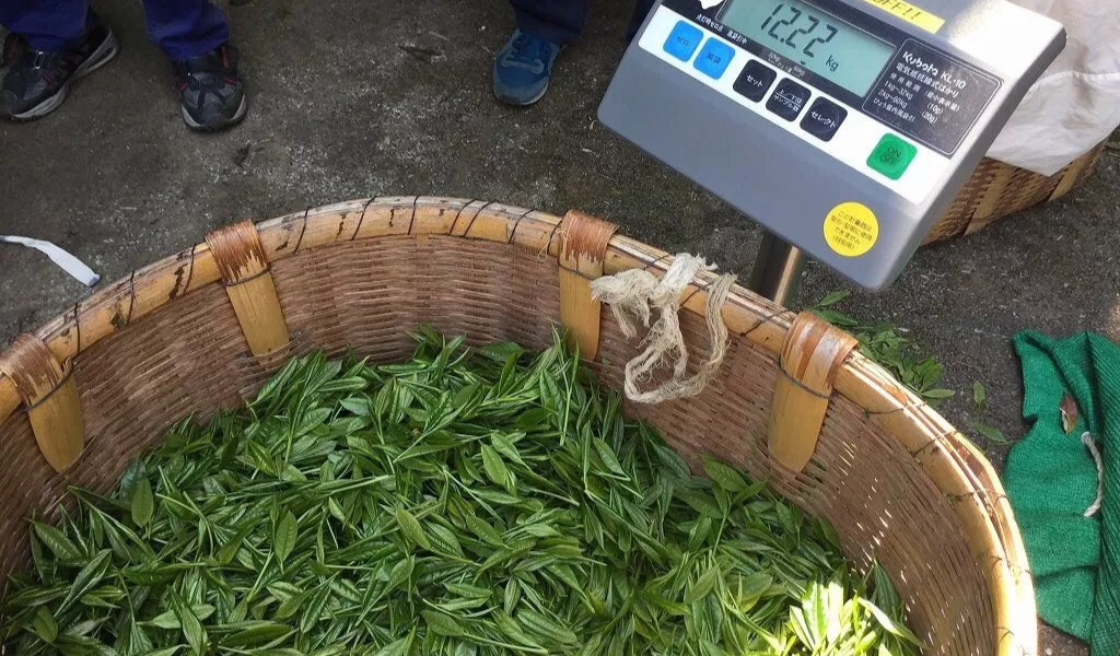 雅文化学院